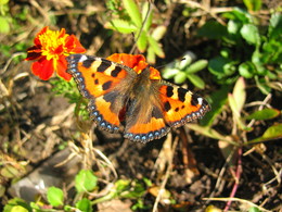 Schmetterling Urtikaria / ***