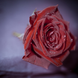 Rote Rosen / ***
