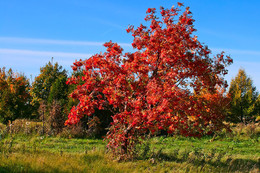 Herbstfarben der Natur. / ***