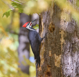 Pileated Woodpecker / ***