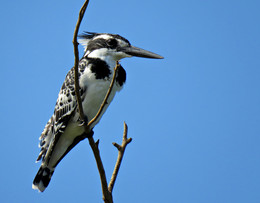 Little Pied Kingfisher / ***