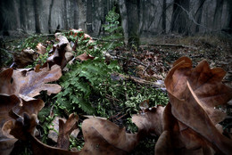 In den herbstlichen Wald ... / ***