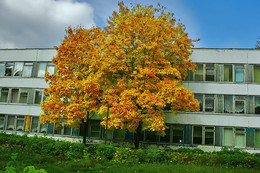 Herbstfarben der Natur. / ***