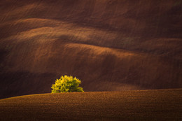 Moravian sunset / lonely tree