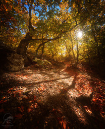 Der Weg zum Licht / ***