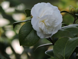  / Camellia
