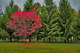 Herbstfarben der Natur. / ***