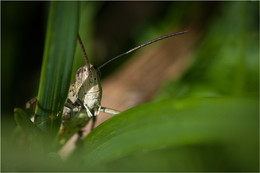 Verstecken spielen / ***