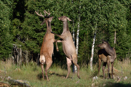 Sollen wir tanzen? / ***