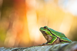 sunset watchers / Hyla arborea at sunset