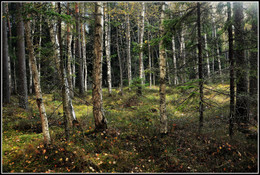 Herbstwald / 2018