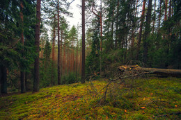 Im Wald / ***