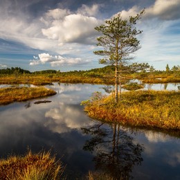 Nature reflections / reflections