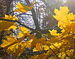 Herbstbäume / ***