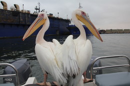 Doppelter Pelikan / Aufgenommen auf einer Bootstour in Naminia