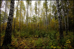 in den herbstlichen Wald / ***
