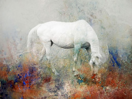 my dream horse / my dream horse , collage, me horse on colorful background