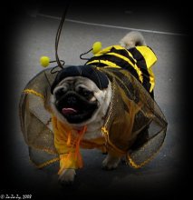 Bee Maya:) / ***