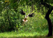 Storch im Garten / ***