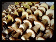 Pilze / ***