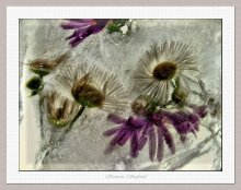 Auch Kälte angenehm und frisch .... / ***