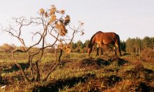 Mustang / ***