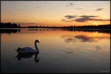 Swan. Lake. Sunset. / ***