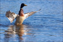 Ein Vogel auf dem Fluss / ***