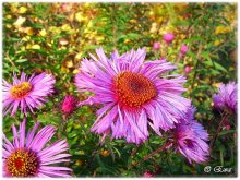 Farben des Herbstes. / ***