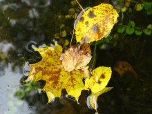 Herbst. Pond. / ...