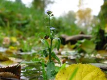 Herbst. (Vosenskae) / ...