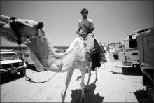 9 / 10 Kamel / ***