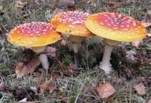 Drei Pilz. / ***