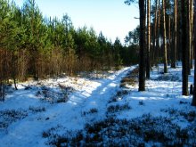 Winterwald. / ***