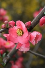 Japanische Quitte / ***