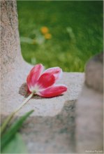 Tag des Sieges / ***