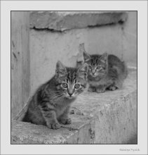 Stop! Wer ist da? / ***