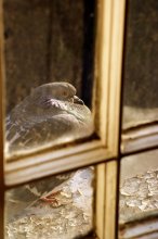 Lonesome Dove auf dem Sims vor dem Fenster ... / ***