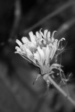 Night Flower ... / ***