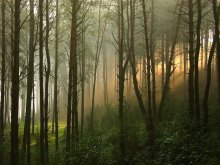 Im Wald in der Dämmerung / ***