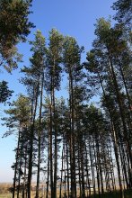 Pines in der Nähe von Schloss Puslovskih / ***