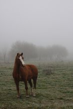 im Nebel / no comm