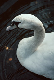 swan / No comments.