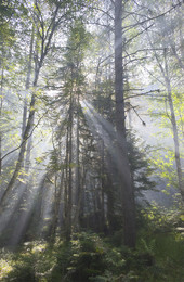Morgen in den Wald / ***