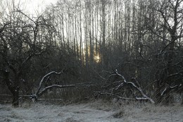 Distant Sun / ***