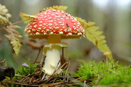 Mushroom Kingdom. / ***