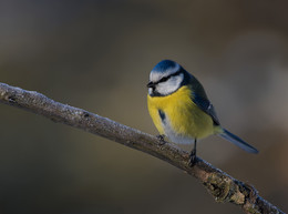 Blaumeise / .....
