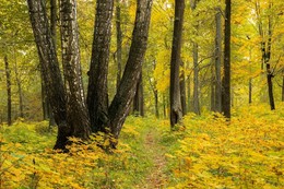 Goldener Herbst / ***