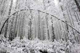 Winter Arch / ***