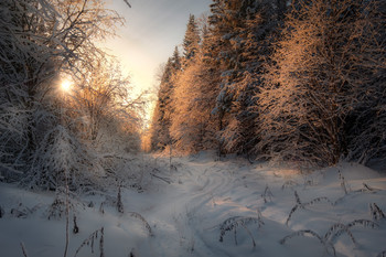 Der Weg in den Wald / ***